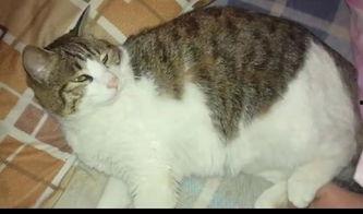 吃瓜群众还有猫,吃瓜群众与猫咪的欢乐日常