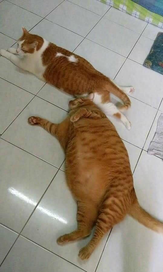 吃瓜群众还有猫,吃瓜群众与猫咪的欢乐日常