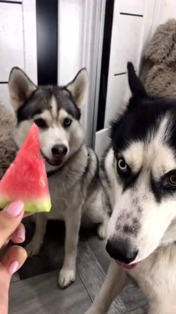 吃瓜看哈片,吃瓜看哈片，带你领略明星幕后故事