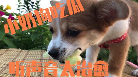 吃瓜主人和吃瓜狗一样吗,趣味对比，揭秘两者相似之处