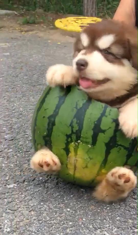 吃瓜主人和吃瓜狗一样吗,趣味对比，揭秘两者相似之处