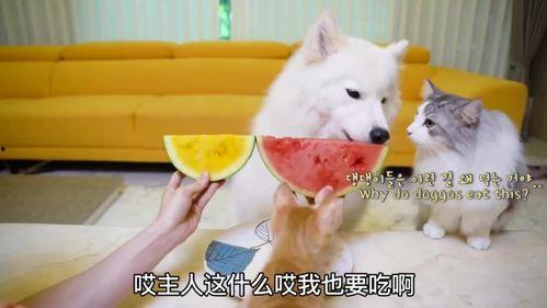 吃瓜大白44集,揭秘神秘事件背后的真相