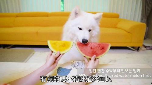 吃瓜大白44集,揭秘神秘事件背后的真相