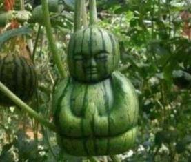 吃网络上的瓜,揭秘娱乐圈幕后故事