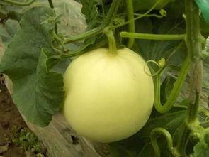 吃瓜霍邱,揭秘当地美食与风土人情