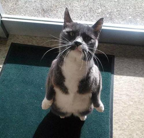 吃瓜猫壁纸,萌态可掬，趣味横生的视觉盛宴