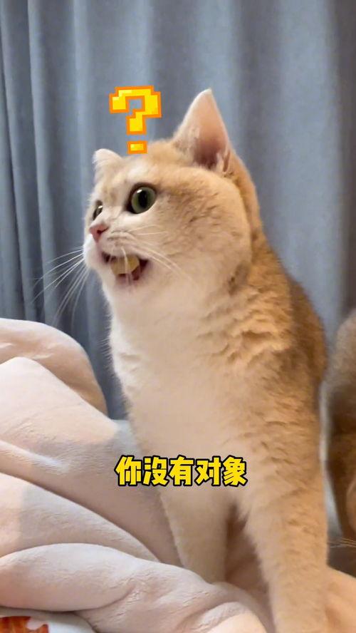 吃瓜猫壁纸,萌态可掬，趣味横生的视觉盛宴