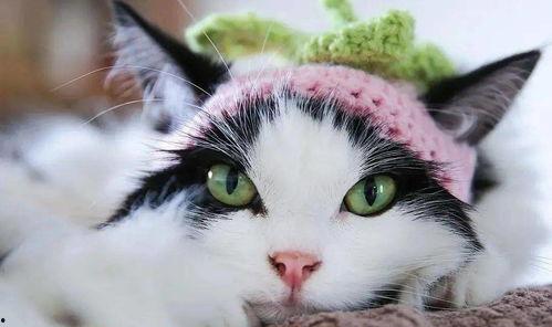 吃瓜猫壁纸,萌态可掬，趣味横生的视觉盛宴