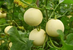 慢脚文化吃瓜,品味生活，共享悠闲时光