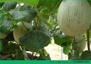 吃哈密瓜会怎样,揭秘吃哈密瓜的神奇效果