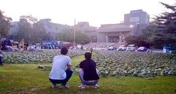 魏县吃瓜事件张庄,吃瓜事件背后的社区冲突与反思