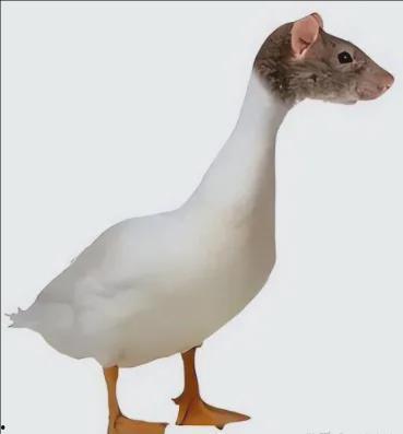 鸭鼠兽带你吃瓜,尽享味蕾盛宴