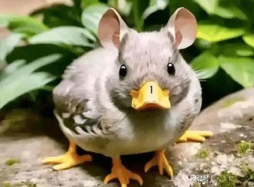 鸭鼠兽带你吃瓜,尽享味蕾盛宴