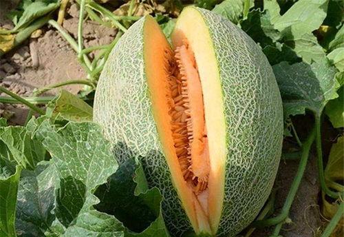 频繁吃哈密瓜,揭秘频繁食用哈密瓜的五大益处