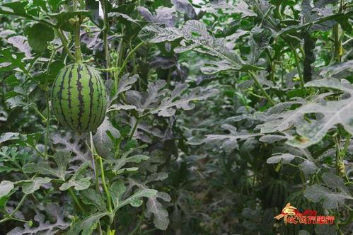 陕西吃瓜季节,瓜果飘香，清凉一夏