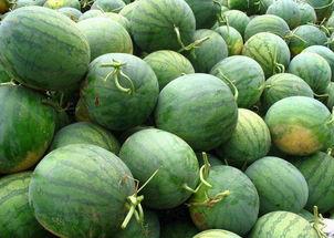 陕西吃瓜季节,瓜果飘香，清凉一夏