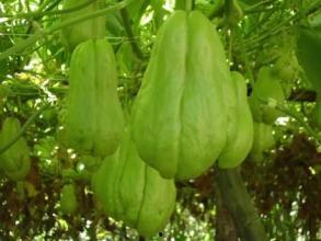 老外吃佛手瓜,外国友人的佛手瓜美食之旅