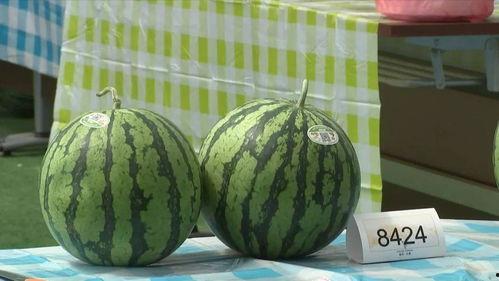 嘉兴圈吃瓜,揭秘当地热门事件背后的真相