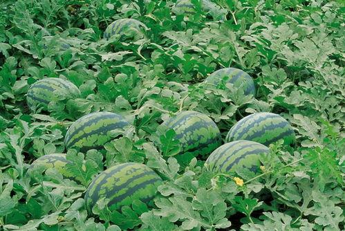 易县杏林医院吃瓜,真相与反思