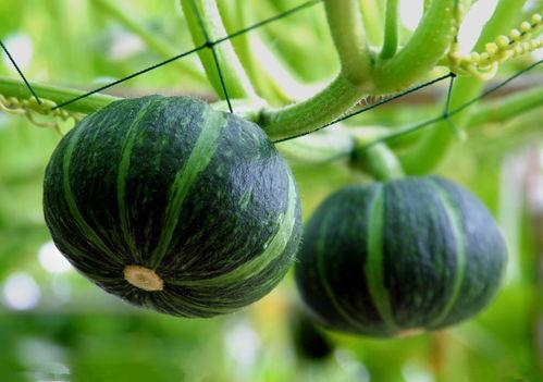 减肥吃贝贝瓜还是蜜薯瓜,减肥食材大对决，哪个更胜一筹？