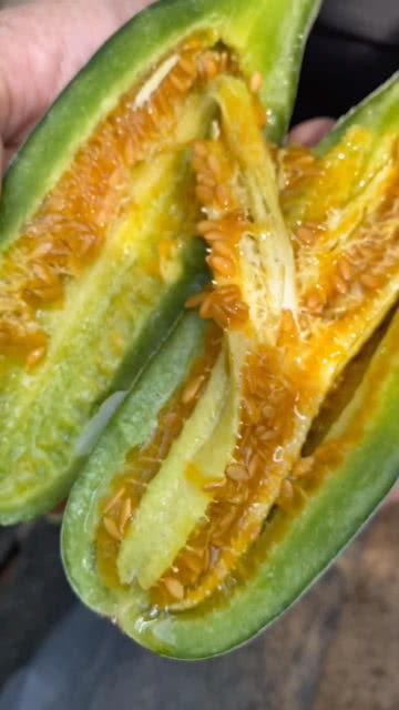 小黄吃晞瓜,一场甜蜜的味蕾冒险