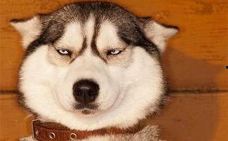 狗头黑料吃瓜,吃瓜群众热议娱乐圈新热点