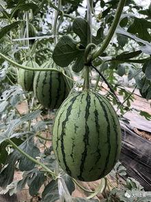 欧美网红吃瓜,揭秘娱乐圈最新“瓜田”事件