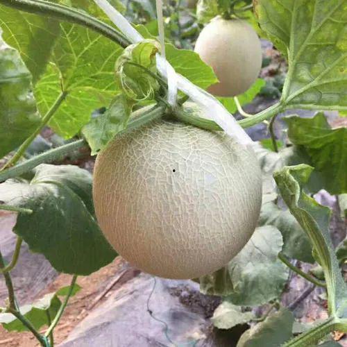 产后吃冰淇淋蜜瓜,冰淇淋蜜瓜的甜蜜呵护