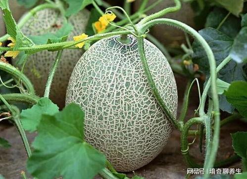 布偶可不可以吃哈密瓜,揭秘哈密瓜的食用风险