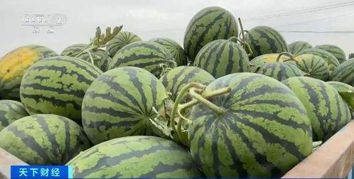 黑龙江吃瓜视频资源,揭秘当地特色美食与风土人情