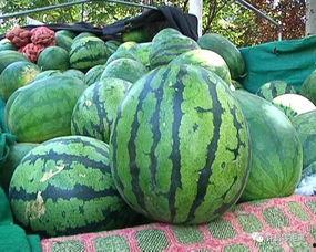 吃不熟的瓜好吗,品味成熟之美——探讨“吃不熟的瓜好吗”的饮食哲学