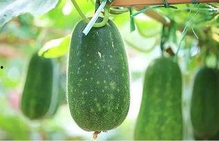 二辰au吃瓜,揭秘娱乐圈背后的那些事儿