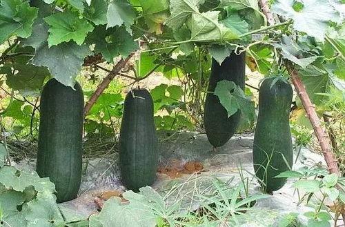 会吃的瓜,揭秘美食背后的故事与智慧