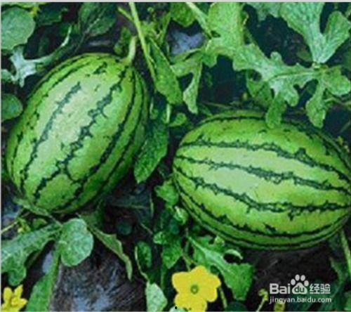 会吃的瓜,揭秘美食背后的故事与智慧