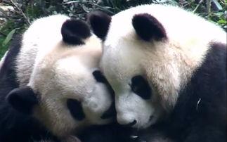 熊猫堂吃瓜,揭秘娱乐圈的甜蜜与苦涩