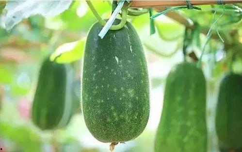 瓜哥带你吃瓜野生篇全集,揭秘娱乐圈幕后真相全记录