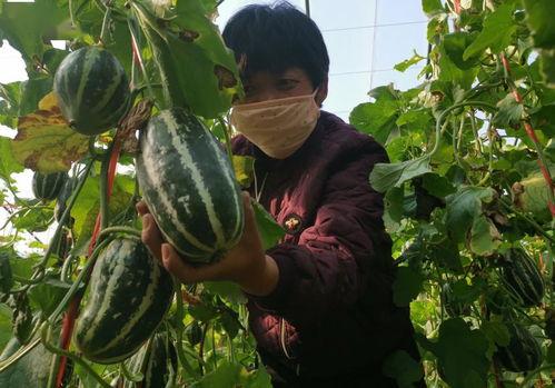 瓜哥带你吃瓜野生篇全集,揭秘娱乐圈幕后真相全记录