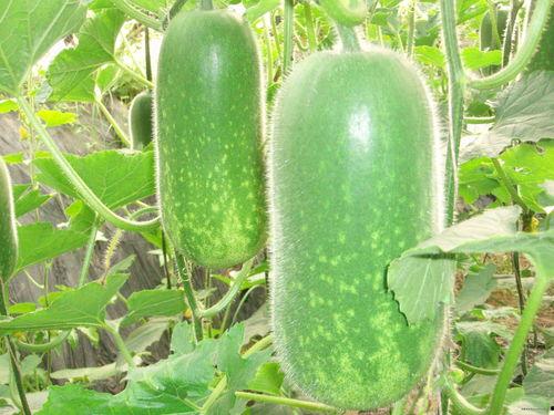 itshannahowo吃瓜,揭秘“itshannahowo”吃瓜背后的故事与真相