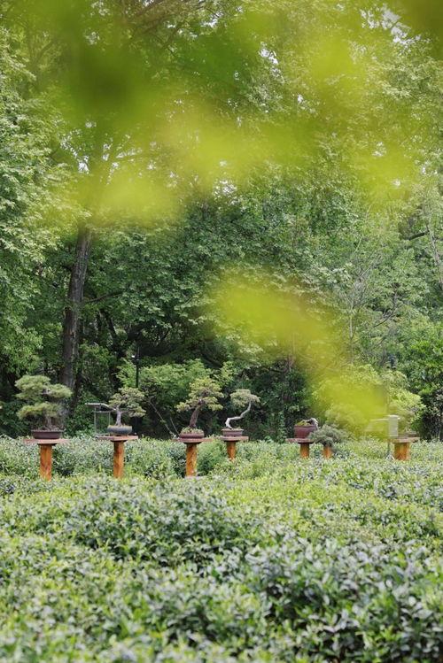 吃瓜亭 桃源深处,桃花源深处的隐世乐园