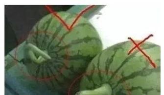 拖拖吃瓜,揭秘娱乐圈的甜蜜与苦涩