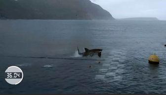 大白鲨吃瓜群众