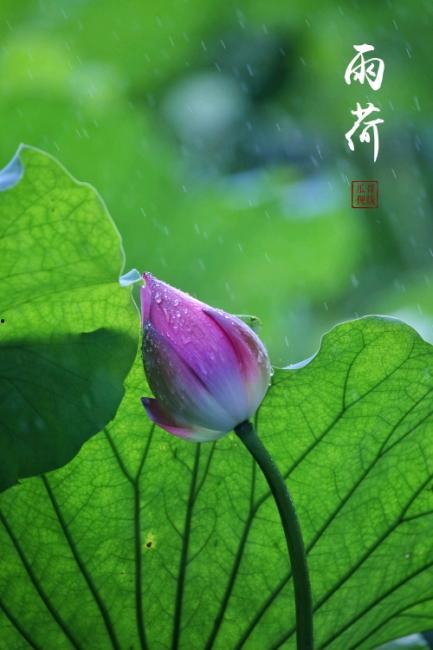 看花吃瓜诗句大全,经典诗句大盘点