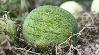 石家庄青年吃瓜,瓜田里的青春故事