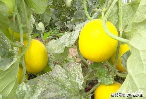 石家庄青年吃瓜,瓜田里的青春故事