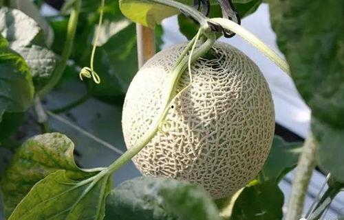 婚礼秒变吃瓜,笑料百出！