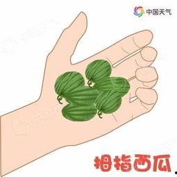 飞回家吃瓜,一场别开生面的家庭盛宴