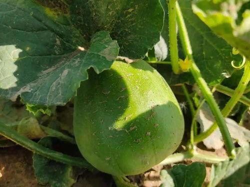 欢游吃瓜,揭秘娱乐圈那些不为人知的幕后故事