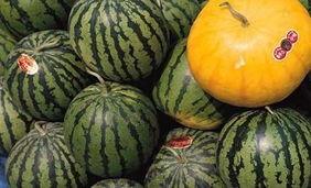 饭前可以吃小白瓜吗